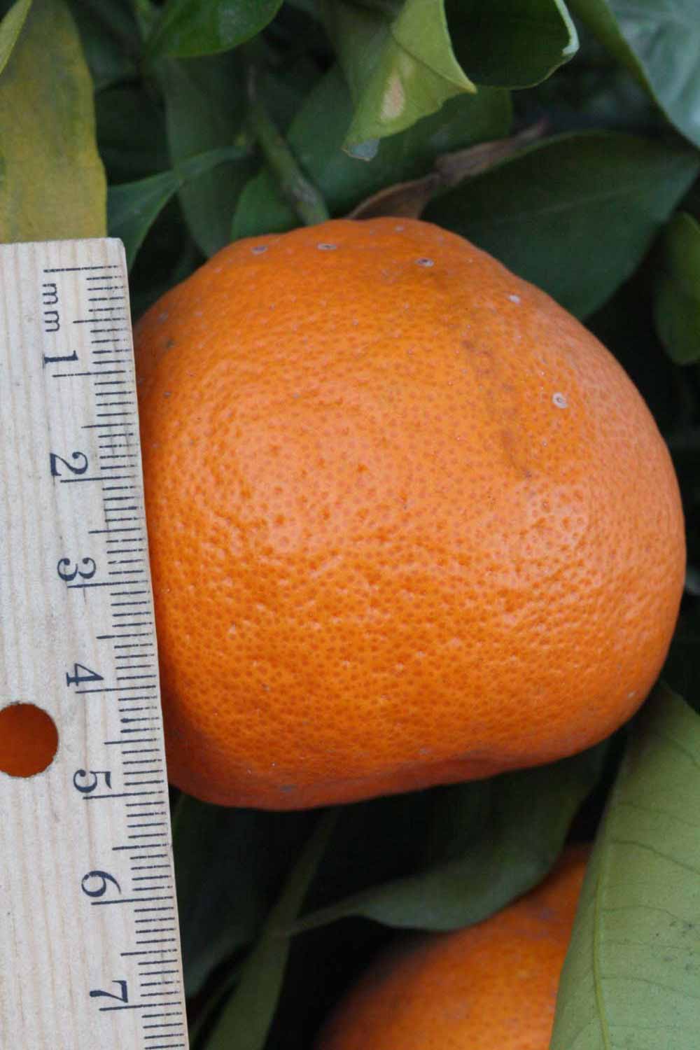            Fruit (Riverside, CA)   